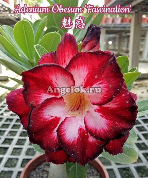 фото Адениум (Adenium obesum Fascination) от магазина магазина орхидей Ангелок