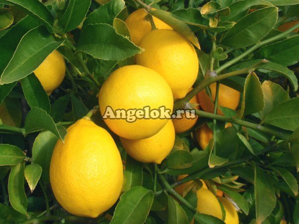 фото Лимон (Citrus limon) от магазина магазина орхидей Ангелок