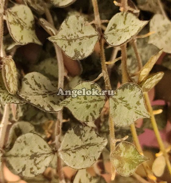 Хойя куртисси (Hoya curtisii) черенок