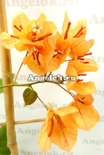 фото Бугенвиллия желтая (Bougainvillea California Gold) от магазина магазина орхидей Ангелок
