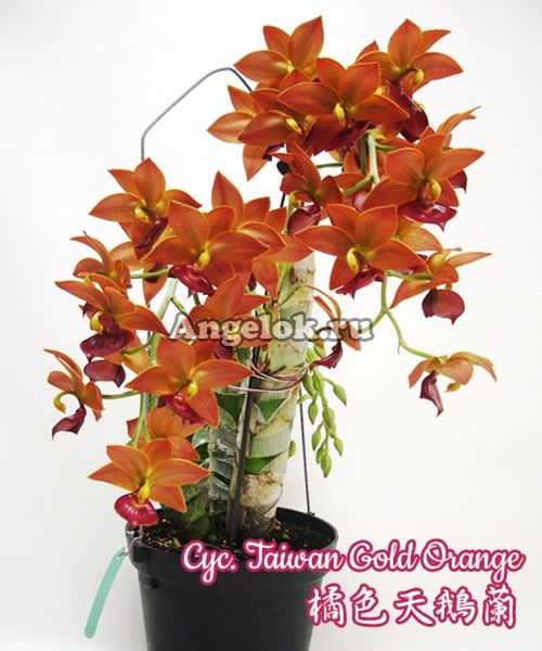 фото Цикнодес (Cyc.Taiwan Gold Orange) от магазина магазина орхидей Ангелок