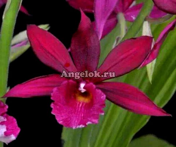 фото Фаюс (Phaius tankervilleae х Calanthe Rozel) от магазина магазина орхидей Ангелок