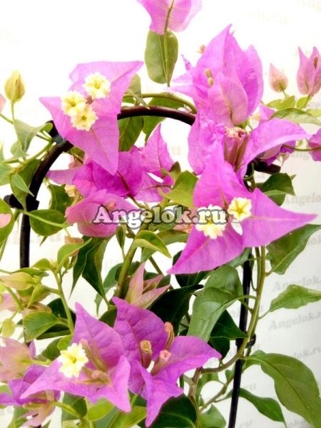 фото Бугенвиллия (Bougainvillea Alexandra) от магазина магазина орхидей Ангелок