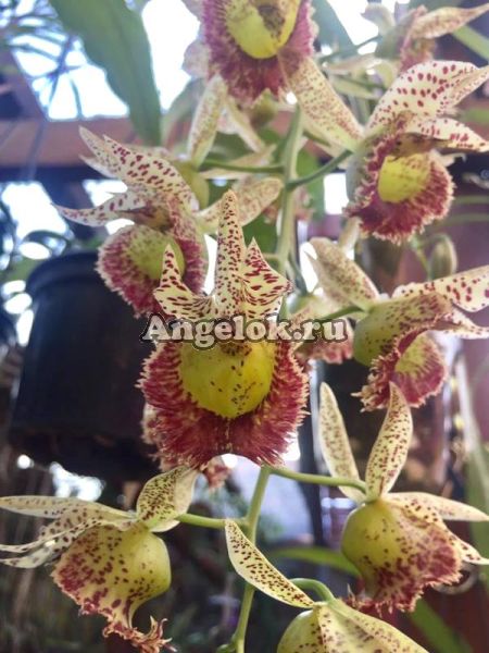 фото Катасандра (Catasandra Jumbo Express) от магазина магазина орхидей Ангелок