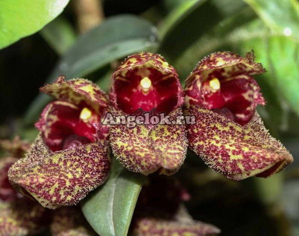 Бульбофиллум Фрости (Bulbophyllum frostii) Тайвань