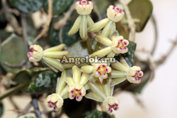 фото Хойя куртисси (Hoya curtisii) черенок от магазина магазина орхидей Ангелок