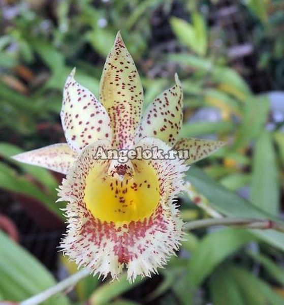 фото Катасандра (Catasandra Jumbo Express) от магазина магазина орхидей Ангелок