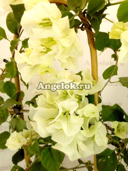 фото Бугенвиллия белая (Bougainvillea Vera White) черенок от магазина магазина орхидей Ангелок