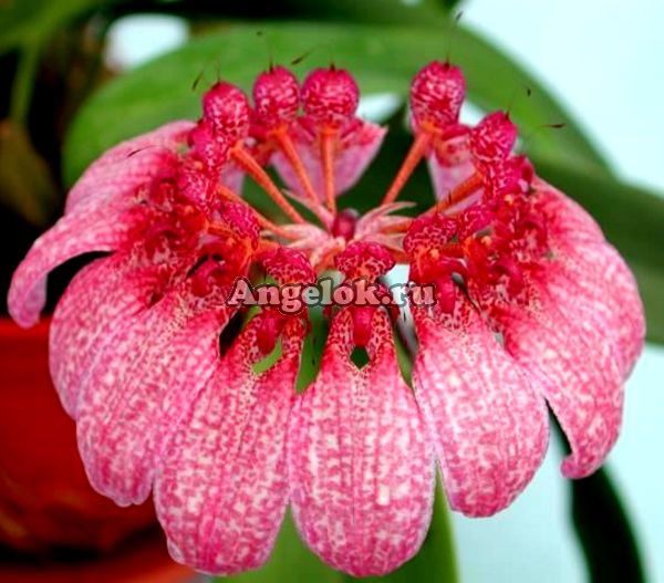 Бульбофиллум Эберхарди (Bulbophyllum eberhardtii)
